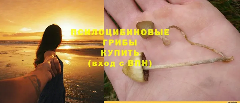 Псилоцибиновые грибы Magic Shrooms Гатчина